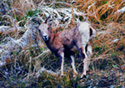 Ovis Canadensis